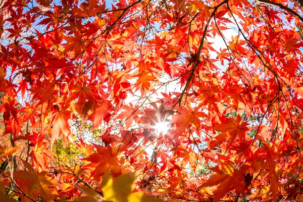Foglie d'autunno nel parco autunnale — Foto Stock