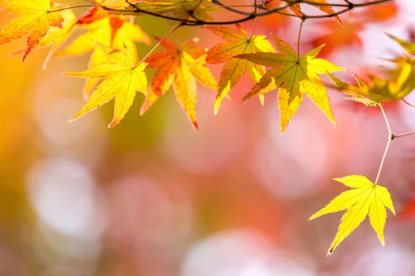 Feuilles d'automne dans le parc d'automne — Photo