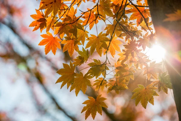 Autumn leaves in fall park — Stock Photo, Image