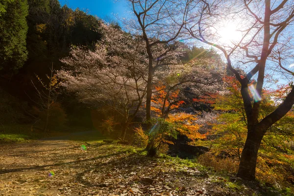 Nagoya, Obara Sakura i höst — Stockfoto