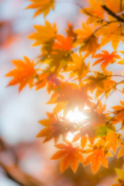 Autumn trees blur background — Stock Photo, Image