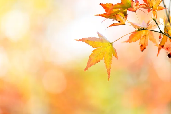Autumn blur background — Stock Photo, Image