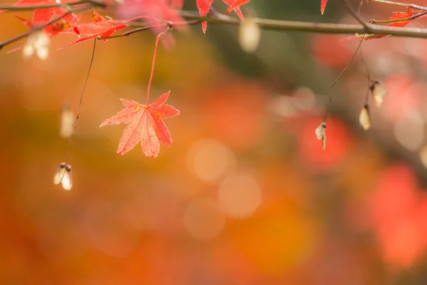 Podzimní rozostření pozadí — Stock fotografie