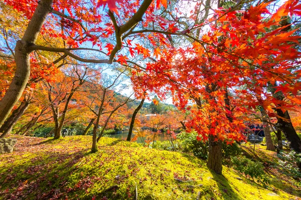 Höstens vackra park — Stockfoto