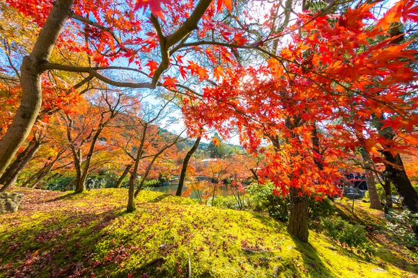 Herbstlich schöner Park — Stockfoto