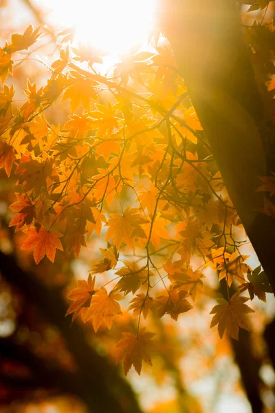 Herbst Bäume verschwimmen Hintergrund — Stockfoto