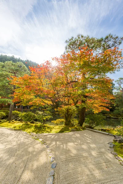 Herbstbäume im Park — Stockfoto