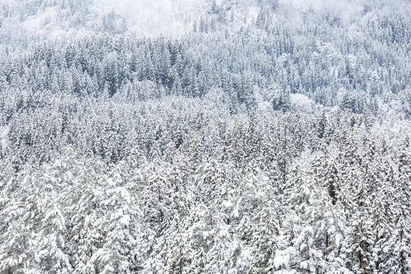 Bosque de nieve en el paisaje de invierno — Foto de Stock