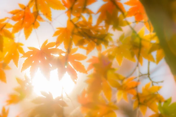 Herbst Bäume verschwimmen Hintergrund — Stockfoto