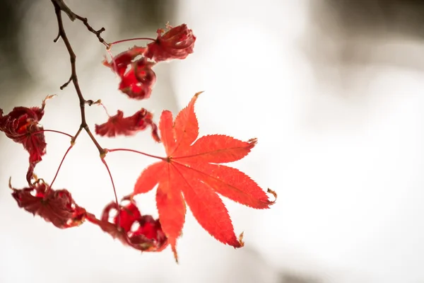 Autumn background of Red leaves — Stock Photo, Image