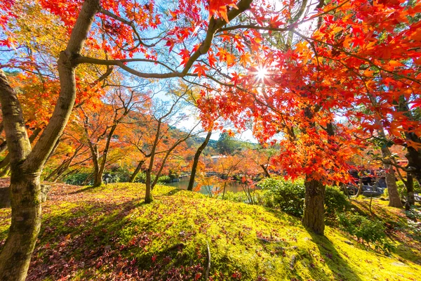 Herbstblätter — Stockfoto