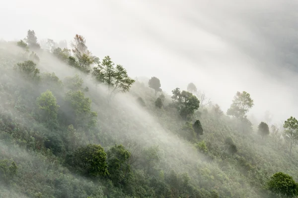 Bosque brumoso — Foto de Stock