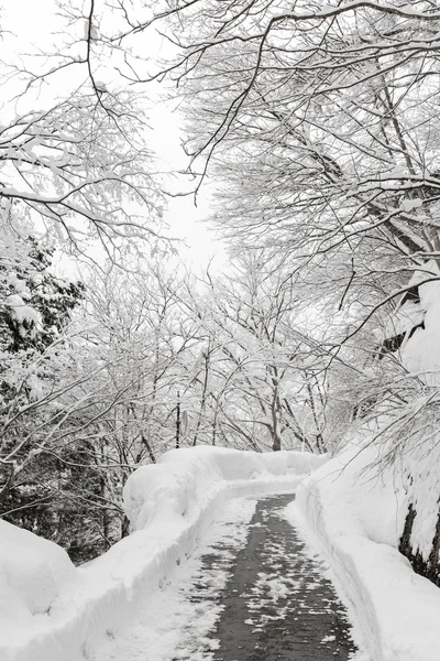 Nevicata con foresta — Foto Stock