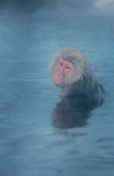 Mono de nieve Macaque Onsen — Foto de Stock