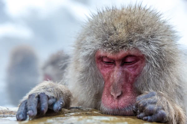 Snow monkey Macaque Onsen — Stock Photo, Image