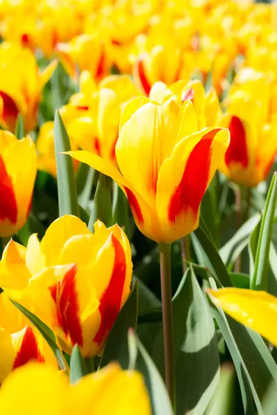 Tulpen bloem — Stockfoto