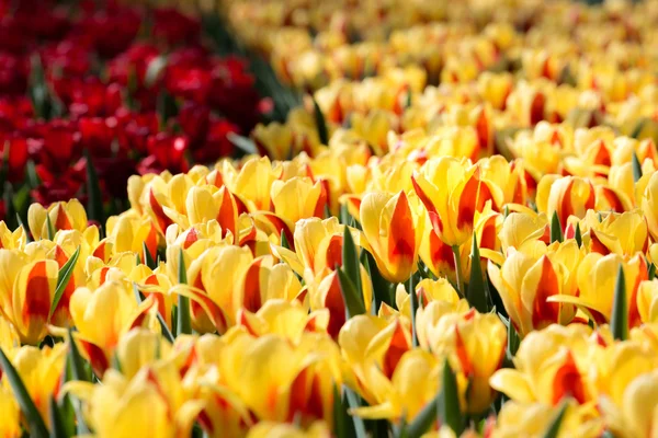 Tulpen bloemen veld — Stockfoto