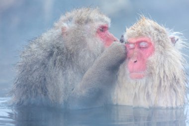 Kar maymun kıçlı makak Onsen