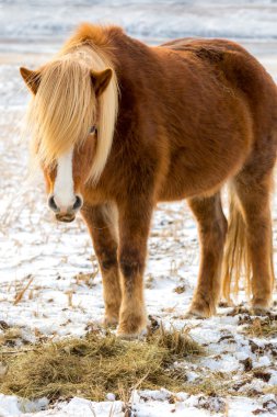 Icelandic horses clipart