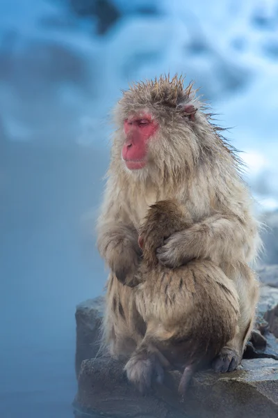 Χιόνι μαϊμού Onsen μακάκος — Φωτογραφία Αρχείου