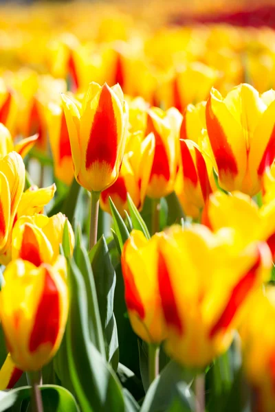 Tulpen bloem in tuin — Stockfoto
