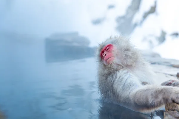 雪猿サル温泉 — ストック写真