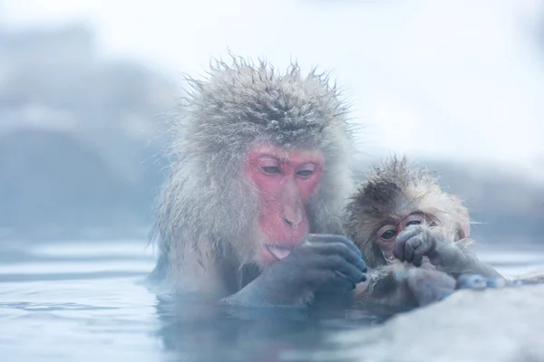 Snow monkey Macaque Onsen — Stock Photo, Image