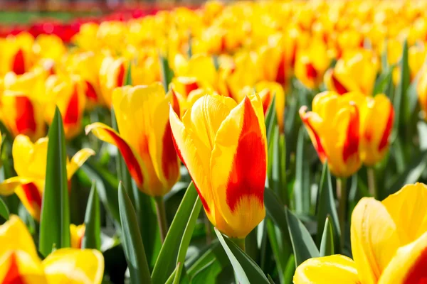 Tulpen bloem in tuin — Stockfoto