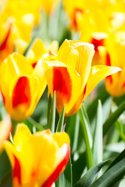 Tulpen bloem in tuin — Stockfoto