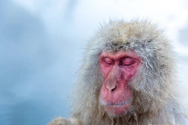 Mono de nieve Macaque Onsen — Foto de Stock