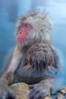 Kar maymun kıçlı makak Onsen