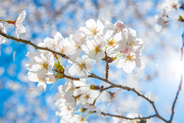 Sakura flores de cerezo —  Fotos de Stock