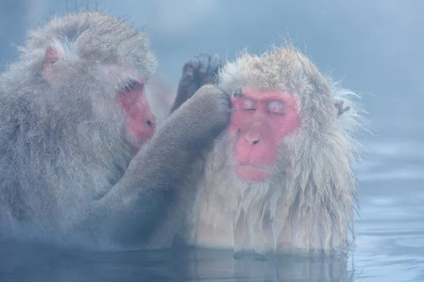 Snow monkey Macaque Onsen — Stock Photo, Image