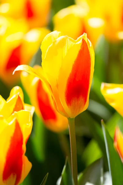 Tulp bloemen in de tuin — Stockfoto