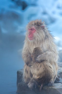 Kar maymun kıçlı makak Onsen