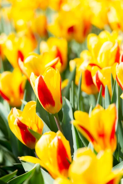 Tulips flowers in Garden — Stockfoto