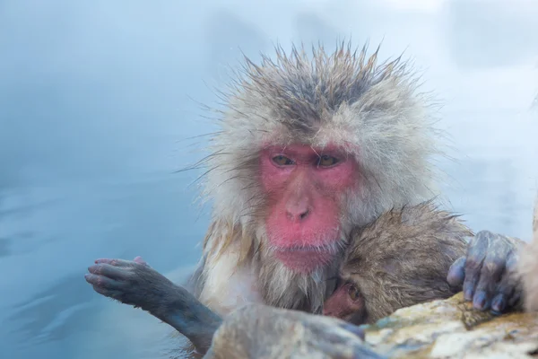 雪猿サル温泉 — ストック写真