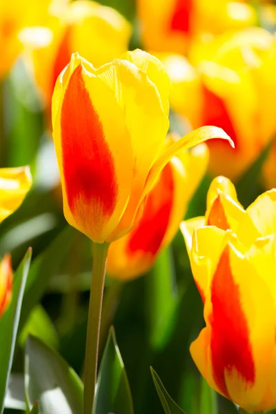 Tulpen bloem in tuin — Stockfoto