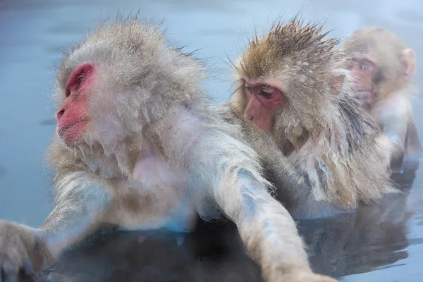 Snow monkey Macaque Onsen — Stock Photo, Image