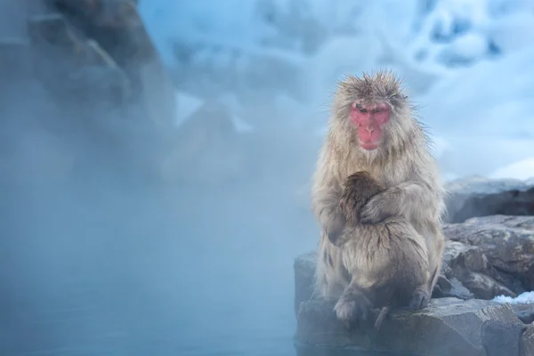 Snow monkey Macaque Onsen — Stock Photo, Image