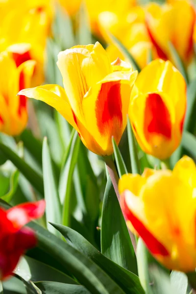 Tulp bloemen in de tuin — Stockfoto