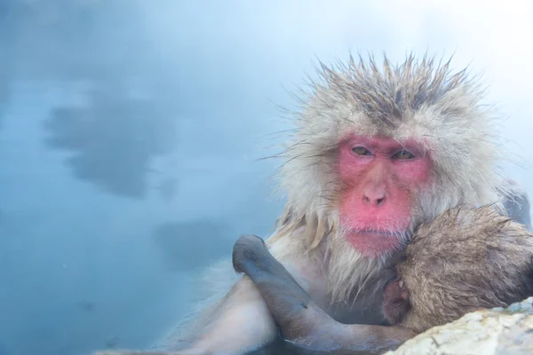 Snow monkey Macaque Onsen — Stock Photo, Image