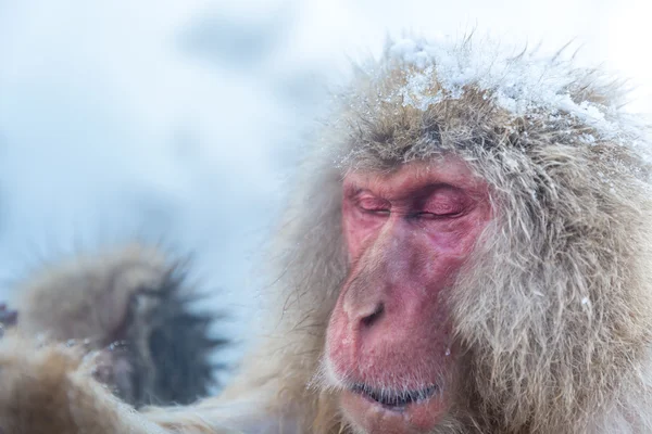 Snow monkey Macaque Onsen — Stock Photo, Image