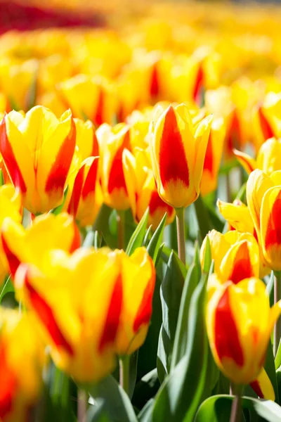 Tulp bloemen in de tuin — Stockfoto