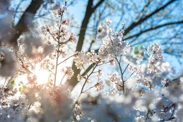 Sakura flores de cerezo —  Fotos de Stock