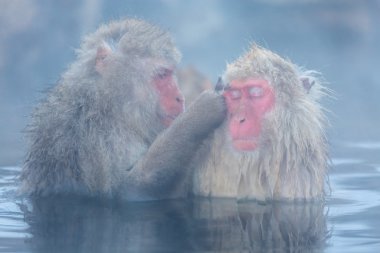 Kar maymun kıçlı makak Onsen