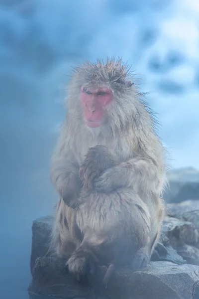 Mono de nieve Macaque Onsen — Foto de Stock