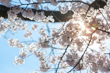 Sakura kiraz çiçekleri