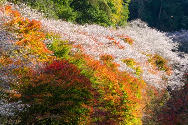 Hösten landskap med sakura blossom i Japan — Stockfoto