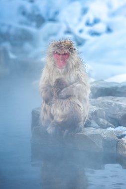 Kar maymun kıçlı makak Onsen